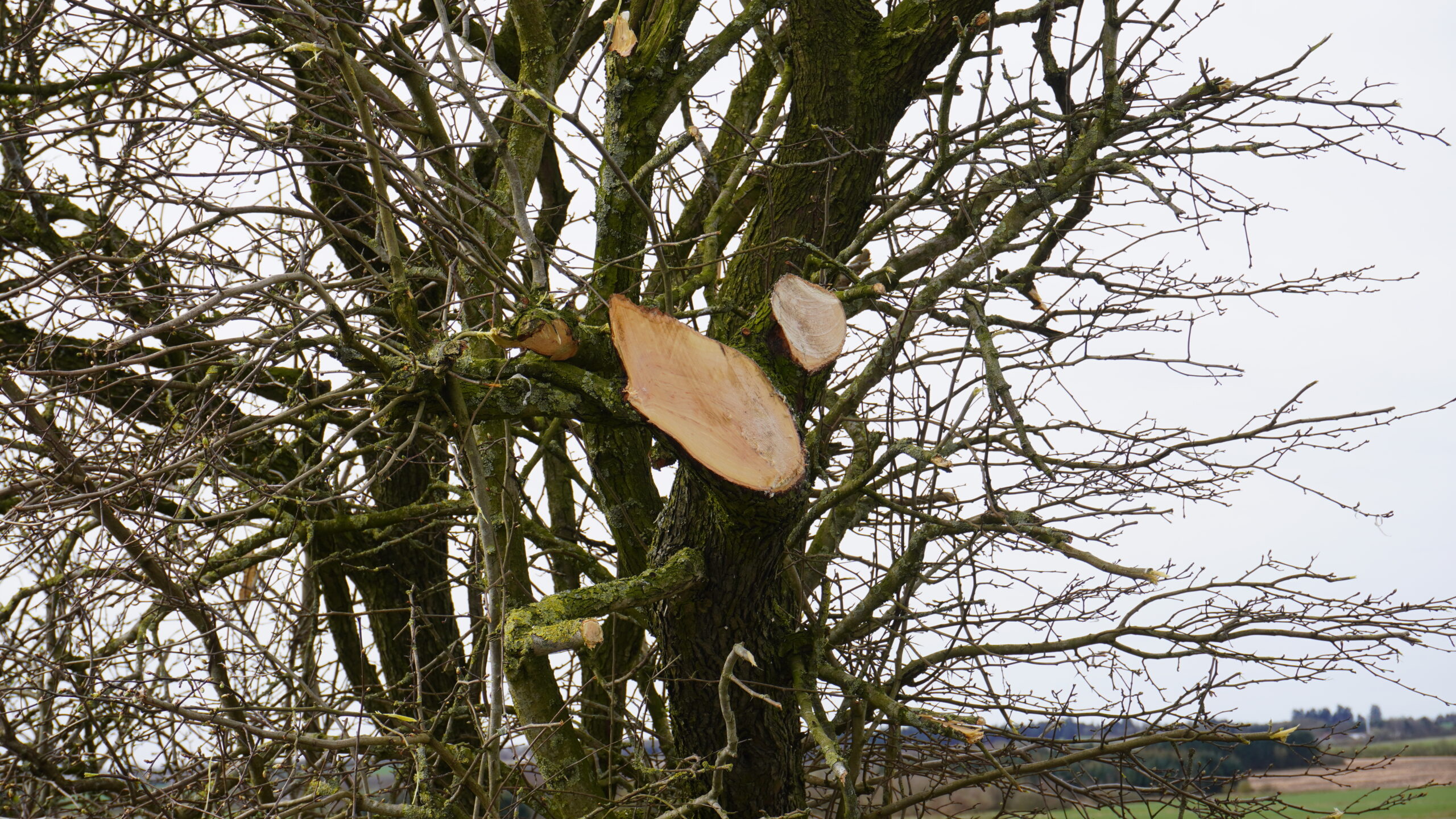 Redskapsarm GreenTec PUMA 3303 Tele - Bild 2