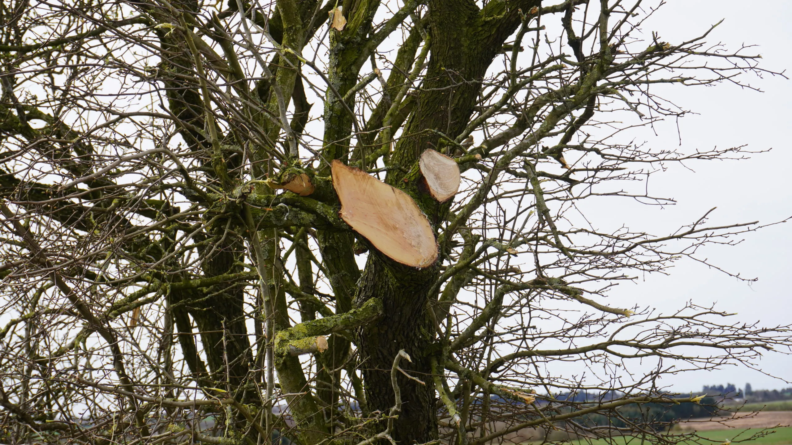 Redskapsarm GreenTec PUMA 3303 - Bild 3